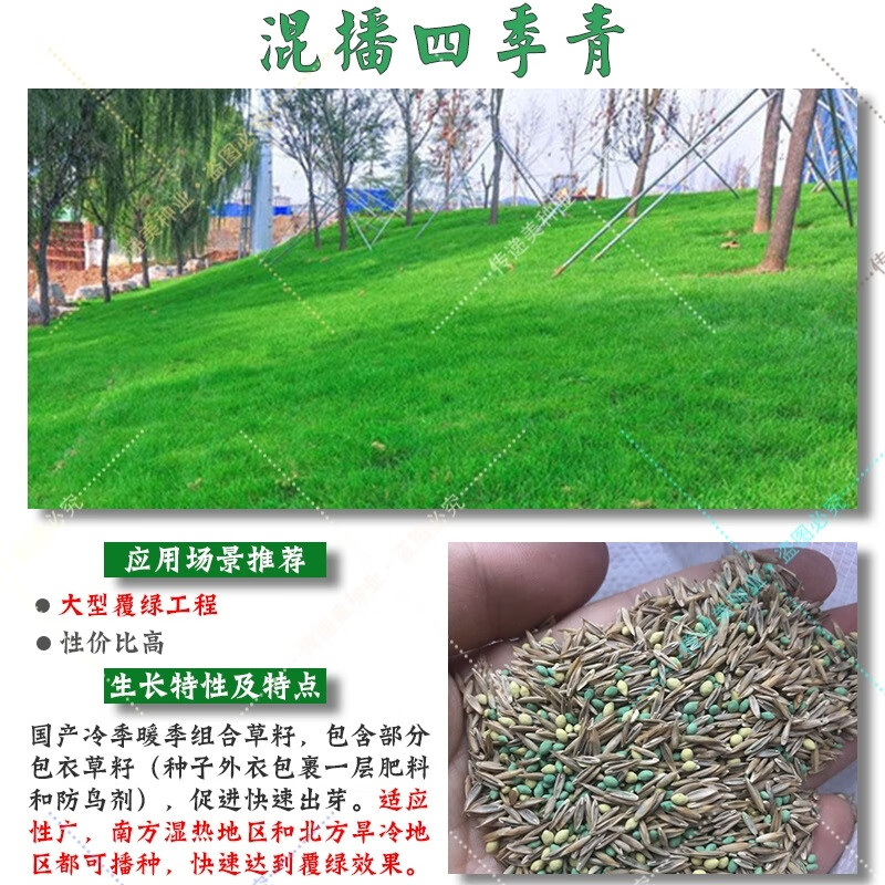 足球买球-混合草皮混合草坪